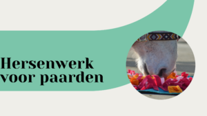 Banner hersenwerk voor paarrden